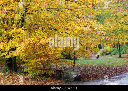 Forêt de Shearwater sur le domaine de Longleat en automne, Wiltshire, Angleterre, Royaume-Uni Banque D'Images