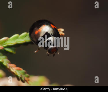 Heather Coccinelle Chilocorus bipustulatus (fin) perchés sur des souches de bruyère. Tipperary, Irlande Banque D'Images