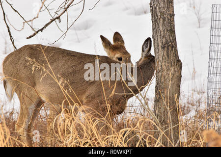 Cerf de Virginie dans notre parc urbain à Fish Creek. Banque D'Images