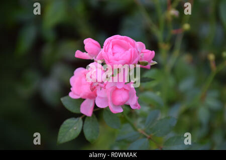 Detail shot of pink roses bush, escalade rose vif rose flowers au début de l'automne en Allemagne, eden roses Banque D'Images