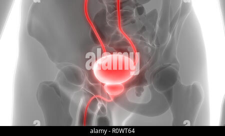 Les droits de l'appareil urinaire les reins avec l'anatomie de la vessie Banque D'Images