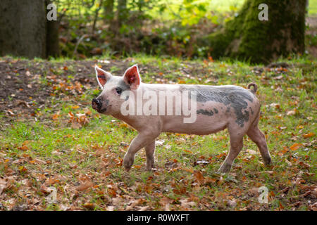L'alimentation des porcs dans l'Acorns Parc national New Forest, Hampshire, Royaume-Uni, une pratique connue sous le nom de pannage Banque D'Images