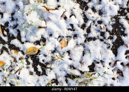 Vue de dessus les feuilles tombées et la première neige au sol en jour d'automne froid Banque D'Images