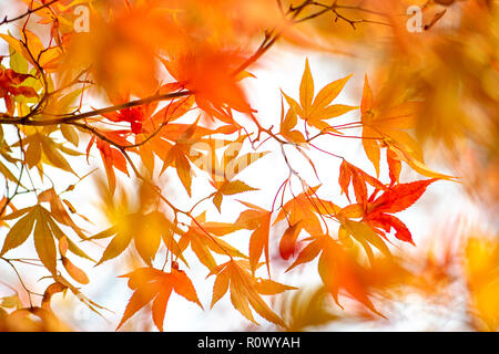 Image en gros plan de la ville animée de l'automne les feuilles colorées de l'érable japonais - Acer palmatum Banque D'Images