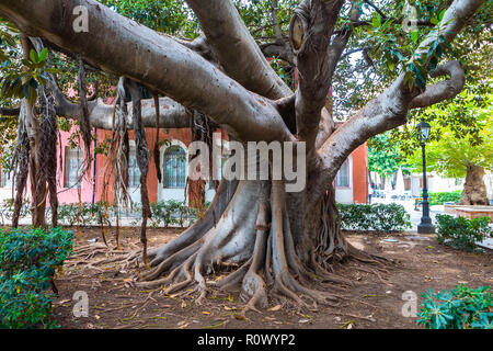 Ficus arbre en Ortigia. Petite île qui est le centre historique de la ville de Syracuse, en Sicile. Banque D'Images