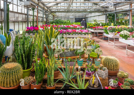 L'intérieur d'une grande serre avec des fleurs de saison fleurs et plantes pépinière. Fleurs et plantes à vendre. Trento, Italie du nord, en Europe Banque D'Images