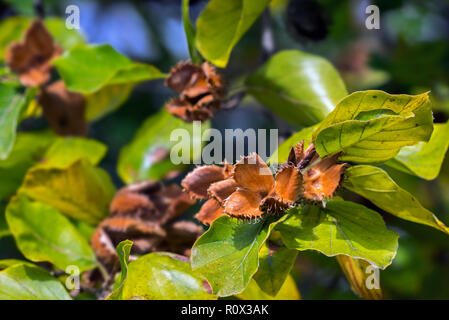 Le hêtre / hêtre commun (Fagus sylvatica) close up des feuilles et des cupules ouvert au début de l'automne Banque D'Images