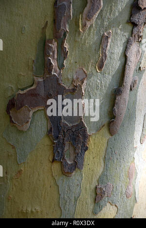 Les avions de l'écorce, Platanus multicolores ou arbre écorce platanes background Banque D'Images