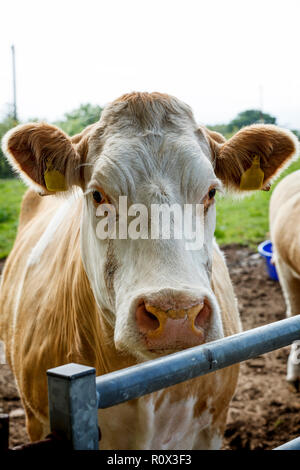 Big brown cow dans une basse-cour regardant la caméra n°2 Banque D'Images