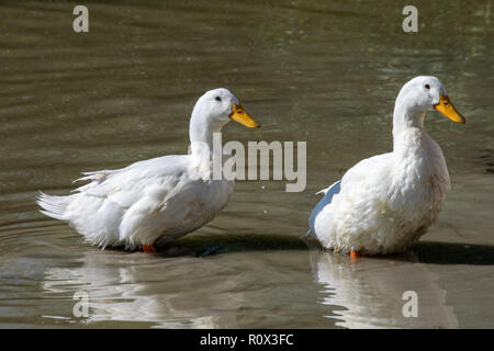 Grande Paire de Pékin lourd / Canards d'Aylesbury Banque D'Images