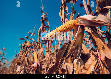 Des épis de maïs en champ cultivé Banque D'Images