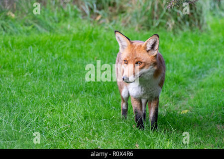 Le renard roux (Vulpes vulpes) debout dans l'herbe Banque D'Images