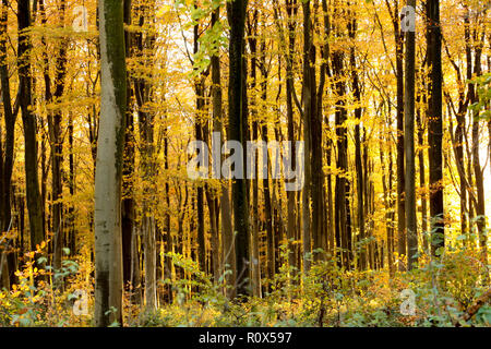 Après-midi la lumière du soleil d'automne en novembre qui brillait à travers les hêtres et de feuilles dans les bois. Dorset England UK GO