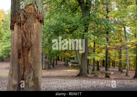 L'écorce des arbres endommagés par les animaux à la faune et Parc Aventure Daun, Allemagne Banque D'Images