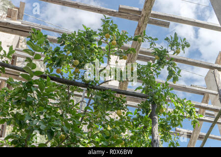 Lemon Tree dans une serre de citron en Italie Banque D'Images