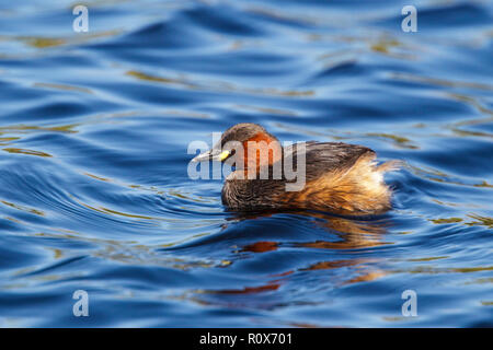 Grèbe castagneux Tachybaptus ruficollis capensis près de Darling, Western Cape, Afrique du Sud 8 septembre 2018 Podicipedidae Adultes Banque D'Images