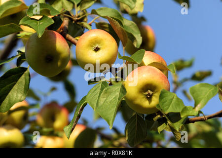 Quatre à l'avant-plan et d'un lot à l'arrière-plan mouchetée jaune pommes poussent sur une branche, close-up, les petits fruits et aplaties, vert feuillage et Banque D'Images