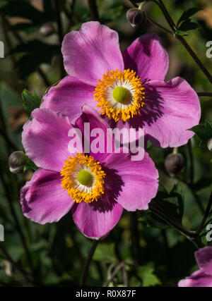 Deux fleurs de centaines produit par mon huphensis Anémone var.Septembre charme. Banque D'Images