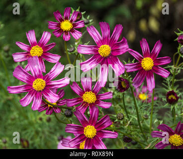 Originaire du Mexique fleurs cosmos maintenant viennent dans une variété de formes et de couleurs et les fleurs durent jusqu'à la première gelée. Banque D'Images