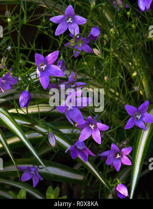 La propagation de Bellflower (Campanula patula) est auto-ensemencée dans mon jardin et dure généralement bien en automne.Sud-ouest de la France Banque D'Images