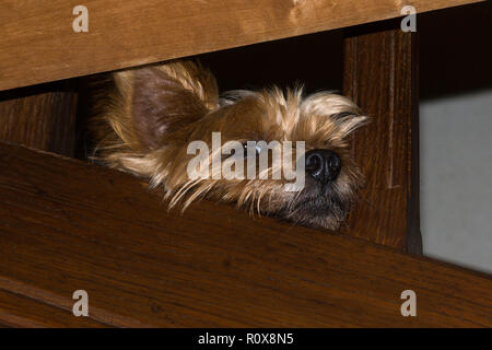 Mon chien Toby à l'âge de 7 ans.Il aime à s'asseoir sur l'escalier où il contrôle la passe à la Chambre. Banque D'Images