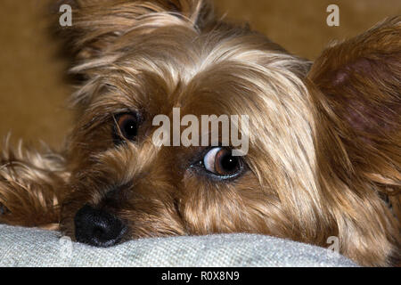 Notre chien Toby à l'âge de 7 ans..Ici il essaie de nous dire qu'il s'ennuie. Banque D'Images