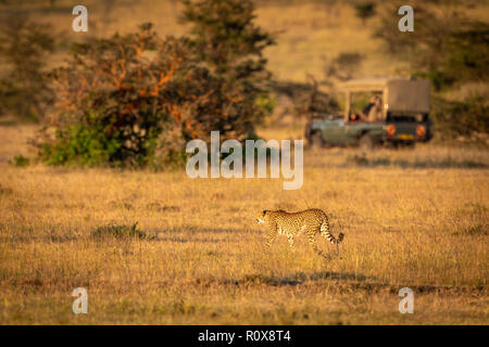 Cheetah marche à travers prairies par chariot, derrière Banque D'Images