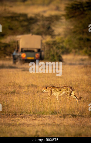 Cheetah marche à travers la savane avec chariot, derrière Banque D'Images