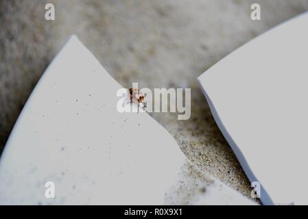 Ladybird (Coccinellidae) : image surréaliste d'une Coccinelle négocier le broken edge d'une assiette blanche sur un lit de sable. Quelles sont les chances ? Banque D'Images