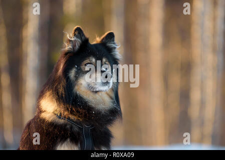 Portrait of a Finnish Lapphund. Focus sélectif et profondeur de champ. Banque D'Images