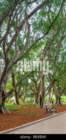 Un banc en bois et fonte Hills des pleurs de figuiers dans l'avenue centrale de Hyde Park Sydney NSW Australie. Banque D'Images