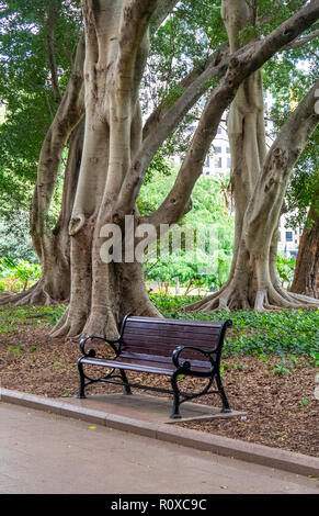 Un banc en bois et fonte Hills des pleurs de figuiers dans l'avenue centrale de Hyde Park Sydney NSW Australie. Banque D'Images