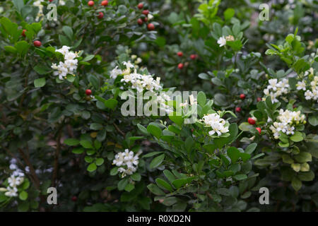 Jasmin orangé (Murraya paniculata) petit, blanc, fleurs et fruits parfumés, clôture vivante, haie dans le jardin, Asuncion, Paraguay Banque D'Images