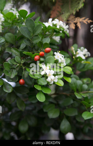 Jasmin orange (Murraya paniculata) petit, blanc, fleurs et fruits parfumés, haie, clôture vivante dans le jardin, Asuncion, Paraguay Banque D'Images