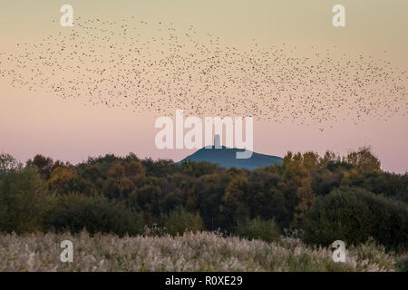 Starling murmuration soirée à Glastonbury, Somerset, UK Banque D'Images