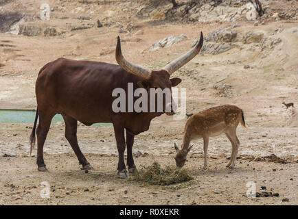 Ankole-Watusi Bos taurus et le daim Dama Dama paître ensemble. Safari Aitana, Penaguila, Espagne Banque D'Images