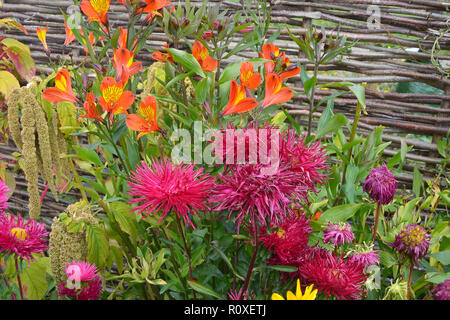 Fleurs colorées avec une frontière close up of Callistephus chinensis 'Star Scarlet' et 'Indian Summer' Alstromeria Banque D'Images