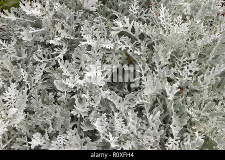 Close up de Senecio Cineraria 'ilvito bicolor' ou 'Silver Dust' Banque D'Images