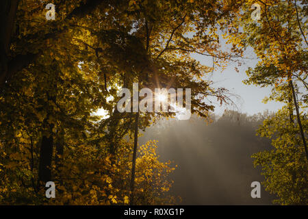 Photo de rayons de soleil qui brillait à travers les arbres dans une forêt pendant la saison automne doré Banque D'Images