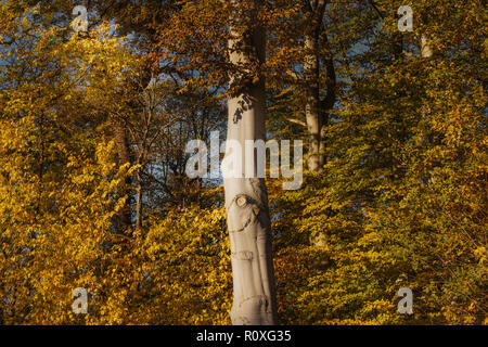 Photo de feuilles d'or coloré et un arbre en automne Banque D'Images