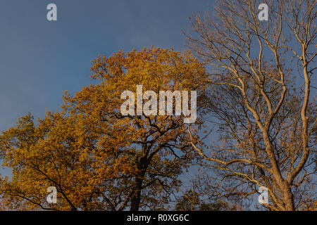 Photo d'un arbre sans feuilles à côté d'un autre arbre à feuilles jaune vif Banque D'Images