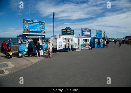 Excursion en bateau d'entreprises qui vendent des billets de voyage en bateau à l'Iles Farne au Village de Seahouses, Northumberland, Angleterre Banque D'Images