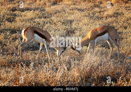 Springbok - deux springboks mâles adultes ( Antidorcas marsupialis ) enfermant des cornes et se battant au-dessus du territoire, Namibie Afrique. Animaux africains Banque D'Images