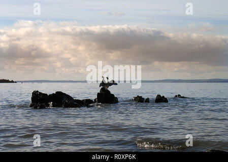 Une paire de cormorans perchent sur des rochers sur la côte de Dumfries et Galloway à Knockbrex, près de Bouge, Kirkcudbright. SW Ecosse, pour sécher leurs ailes après avoir pêché pour la nourriture à Wigtown Bay Banque D'Images