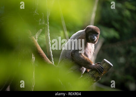 Singe laineux commun (Lagothrix lagotricha), captive, dans un enclos en plein air. Banque D'Images