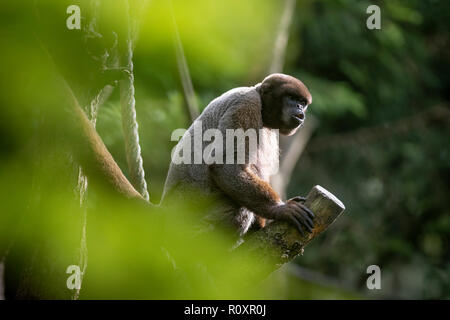 Singe laineux commun (Lagothrix lagotricha), captive, dans un enclos en plein air. Banque D'Images