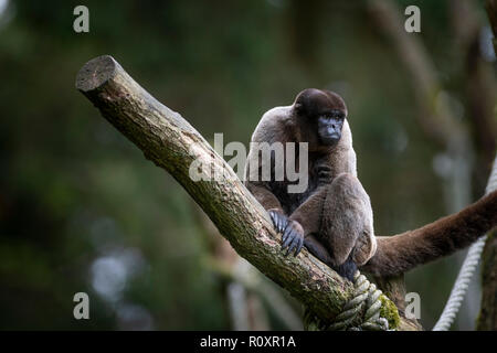 Singe laineux commun (Lagothrix lagotricha), captive, dans un enclos en plein air. Banque D'Images