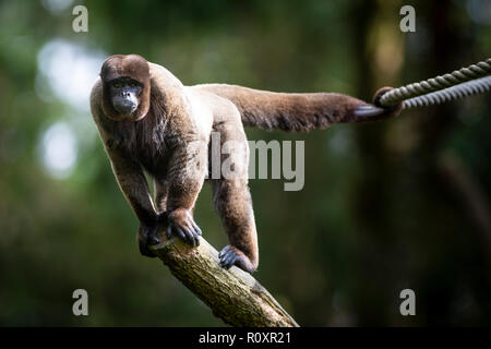 Singe laineux commun (Lagothrix lagotricha), captive, dans un enclos en plein air. Banque D'Images