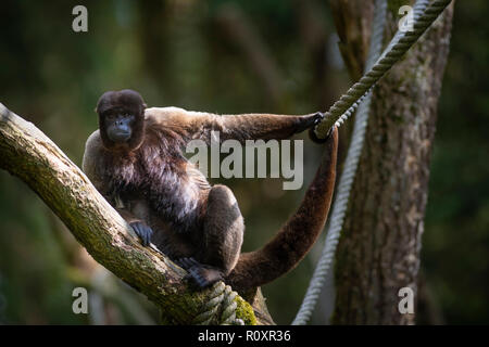 Singe laineux commun (Lagothrix lagotricha), captive, dans un enclos en plein air. Banque D'Images