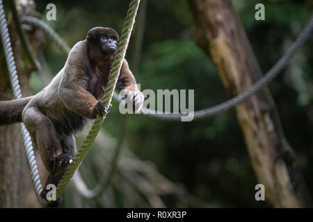 Singe laineux commun (Lagothrix lagotricha), captive, dans un enclos en plein air. Banque D'Images